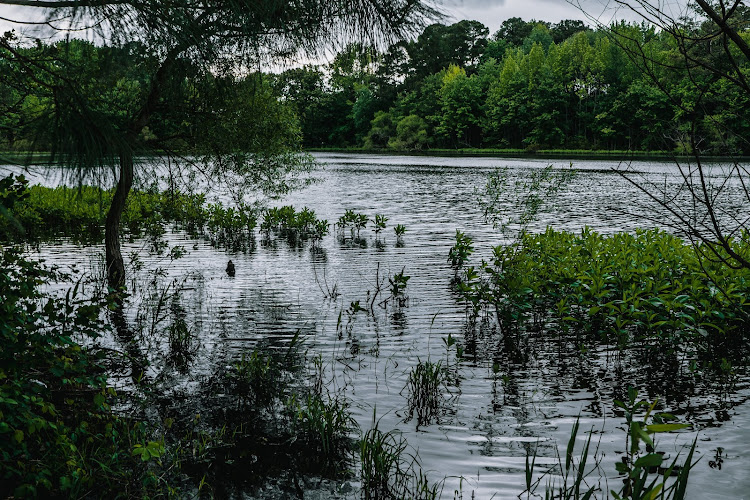 Ewing Pond Park