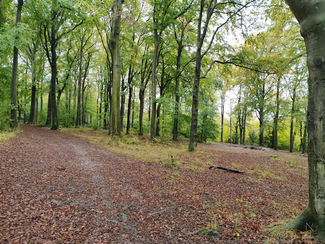 Wildlife Trust BCN Beechwoods Nature Reserve