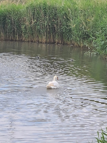 Swan Pond, Riverside Park