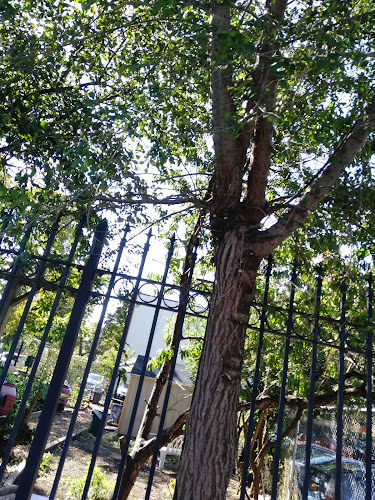 Euclid/Pine Street Block Association Garden