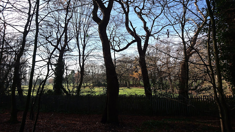 Bluebell Wood, London