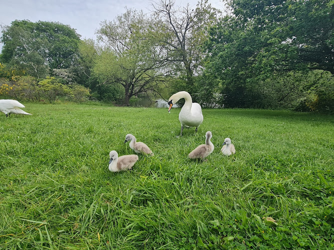 Parsloes Park Lake
