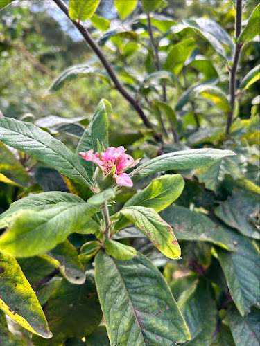 Community orchard