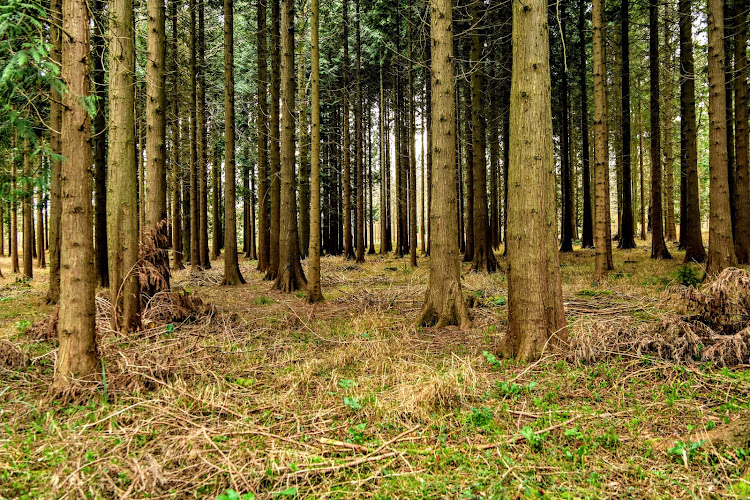 Bagley Wood