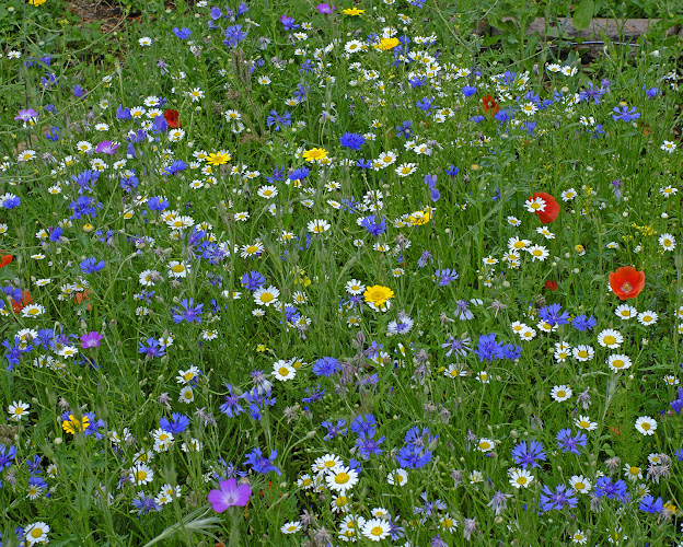 The Friends of Headstone Manor Park