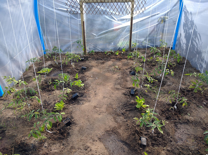 Allotments - Barns Court, Cowley