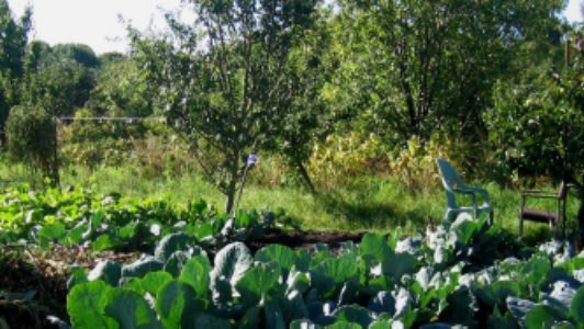 Allotments - East Ward Allotment Association (EWAA)
