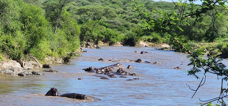 Come Africa Safaris