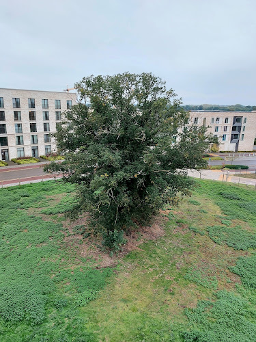 The Veteran Oak
