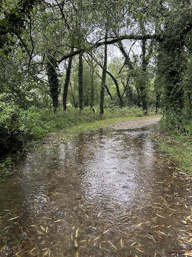 Sparcells Forest