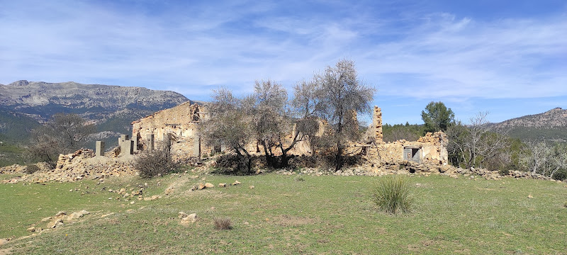 The Olive Grove (El Olivarico)