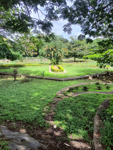 Tree of Peace