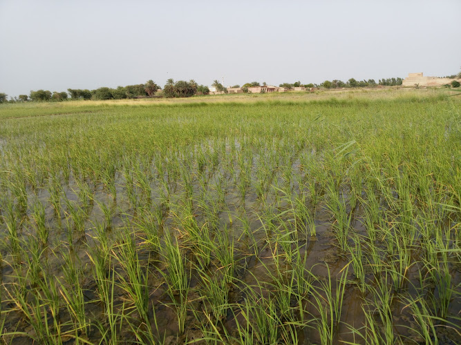 Village Dhani parto Khoso Baloch