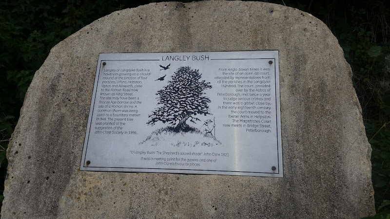 The Langley Bush