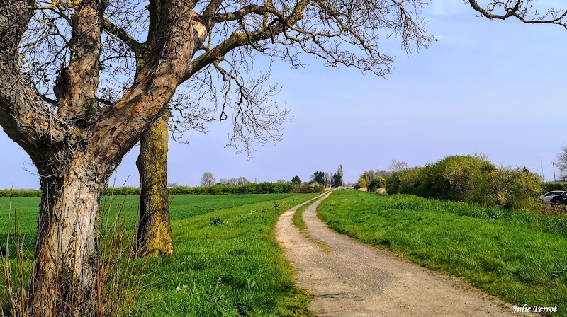 Frampton Fen