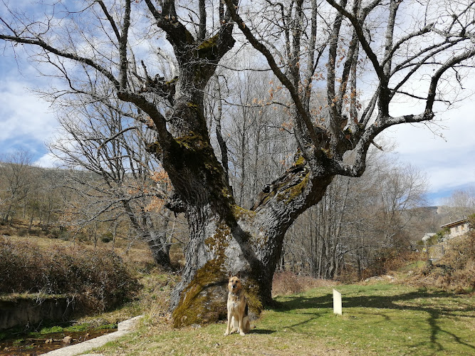 Unique Oak (Roble Singular)
