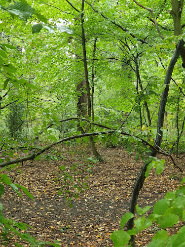 Bluebell Wood, London