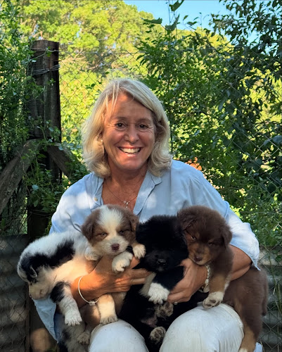 AUSTRALIAN SHEPHERD FOR SALE