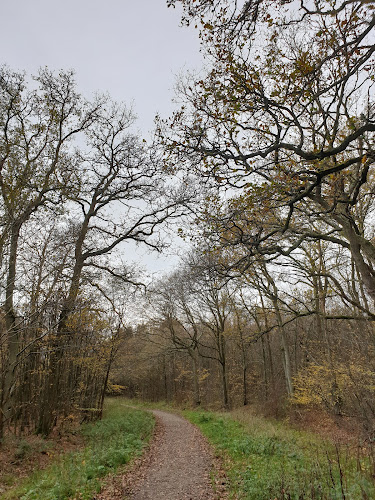 Orlestone Forest