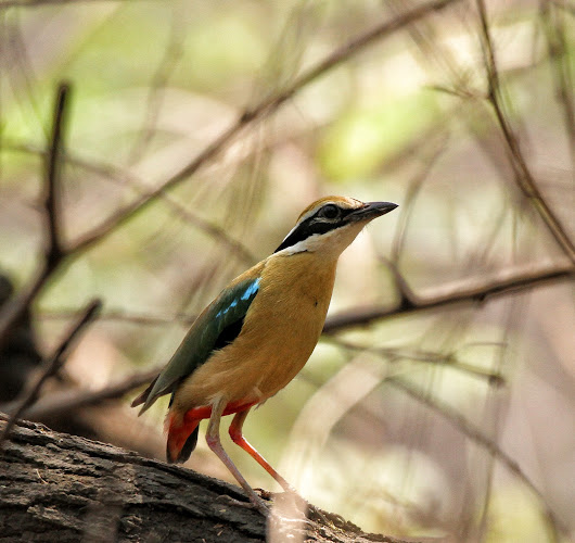 Hyderabad Birding Place