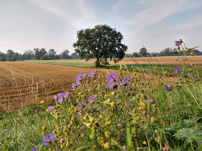 Dąbie Mogiła bicycle route (Trasa rowerowa Dąbie Mogiła)