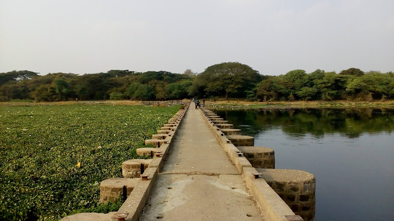 Kavadi Gaon Bird Watching Point